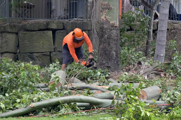 Tree and Shrub Care in Palermo, NJ